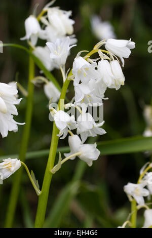 Eine weiße Form des Hybrid-Spanisch und Englisch Bluebell, Hyacinthoides X massartiana 'Alba' Stockfoto