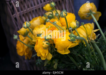 gelbe Ranunkeln (persische Butterblume) im shop Stockfoto