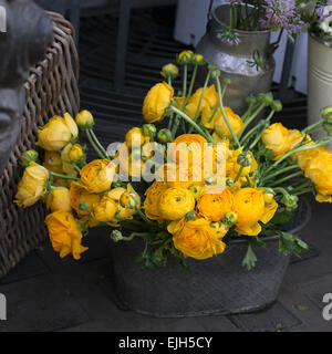 gelbe Ranunkeln (persische Butterblume) im shop Stockfoto