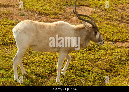 Weiße Antilope, Addax Nasomaculatus in Werribee Open Zoo Stockfoto