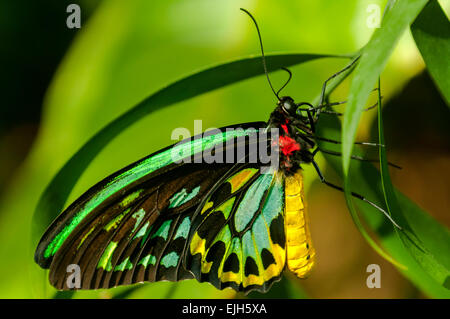 Cairns Birdwing Schmetterling, Ornithoptera-Euphorion im Zoo von Melbourne Stockfoto