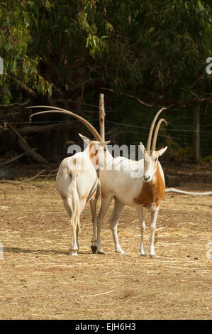 Krummsäbel Oryx, Oryx Dammah in Werribee Open Zoo Stockfoto