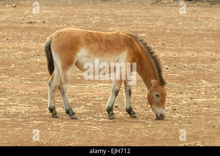 Mongolisches Wildpferd, Equus Ferus in Werribee Open Zoo Stockfoto