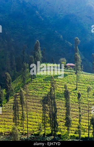 Ackerland in der Nähe von Tengger Semeru Nationalpark, Ost-Java, Indonesien Stockfoto