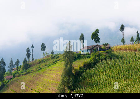 Dorf und Ackerland in der Nähe von Tengger Semeru Nationalpark, Ost-Java, Indonesien Stockfoto