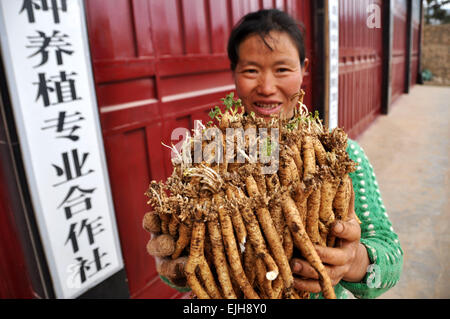 WEINING, Chinas Provinz Guizhou. 26. März 2015. Ein Bewohner zeigt chinesischen medizinischen Material Codonopsis Pilosula WEINIG County, Südwesten Chinas Provinz Guizhou, 26. März 2015. Die Anbaufläche von pflanzlichen Arzneimitteln lag bei 161.000 Mu (ca. 10.733 ha) im Jahr 2014 in der Grafschaft mit einem Produktionswert von über 700 Millionen Yuan (112,6 Millionen US-Dollar). © Yang Wenbin/Xinhua/Alamy Live-Nachrichten Stockfoto