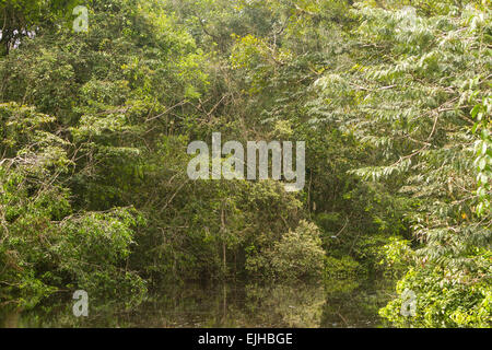 TYPISCHE AMAZONAS VEGETATION IM ECUADORIANISCHEN DSCHUNGEL PRIMÄRE Stockfoto