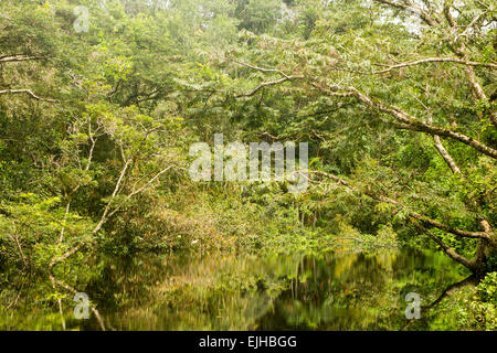 Typische Amazon Vegetation im ecuadorianischen Primäre Dschungel Stockfoto