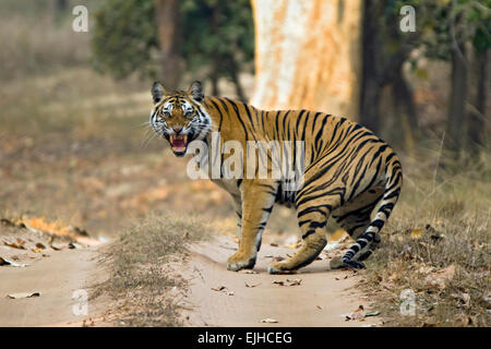 Bengal-Tiger (Panthera Tigris Tigris) zeigt Zähne, Bandhavgarh, Indien Stockfoto