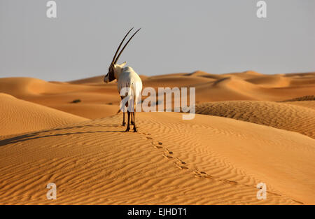 Arabische Oryx-Antilope schließen sich - Antilope leucoryx Stockfoto