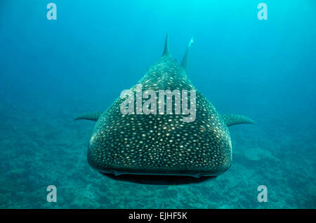 Walhai (Rhincodon Typus) nähert, Süd Ari Atoll, Malediven Stockfoto