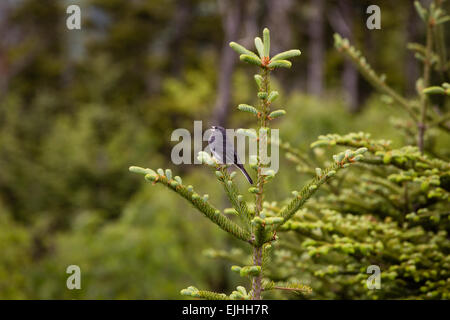 Singende dunkeläugigen Junco in den Smoky Mountains Stockfoto