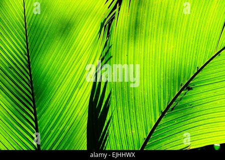 Palmblätter, Meer Kokosnuss, Coco de Mer (Lodoicea Maldivica), Hintergrundbeleuchtung, Insel Praslin, Seychellen Stockfoto