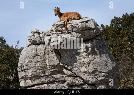 Iberischer Steinbock (Capra Pyrenaica) in die Karstberge, Naturpark El Torcal, Torcal de Antequera, Andalusien, Spanien Stockfoto