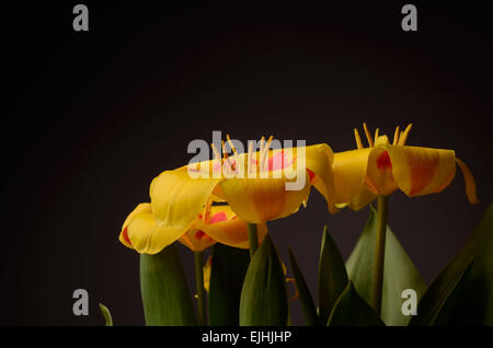 Gelbe Tulpen auf dunklem Hintergrund Stockfoto
