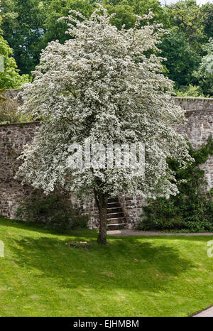 Aberglasney Haus und Garten, Carmarthen, Wales, UK. Eine spektakuläre Weißdorn Baum in Blüte außerhalb der unteren Walled Garden Stockfoto