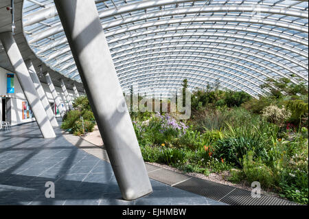 Der nationale botanische Garten von Wales, Llanarthney, Wales, UK. Das große Gewächshaus, gestaltet von Norman Foster - Interieur Stockfoto