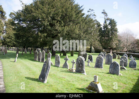 Eibe in einem englischen Friedhof Stockfoto