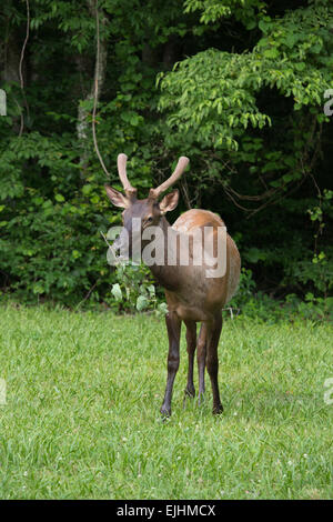Elch in der Great Smoky Mountains National Park Stockfoto