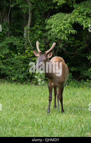 Elch in der Great Smoky Mountains National Park Stockfoto