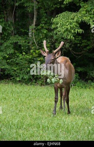 Elch in der Great Smoky Mountains National Park Stockfoto