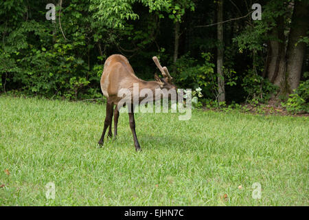 Elch in der Great Smoky Mountains National Park Stockfoto