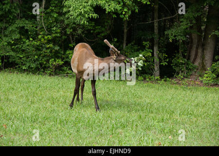 Elch in der Great Smoky Mountains National Park Stockfoto