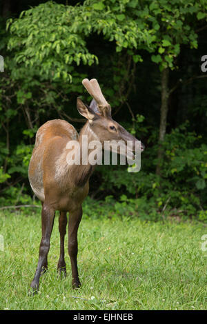 Elch in der Great Smoky Mountains National Park Stockfoto