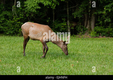 Elch in der Great Smoky Mountains National Park Stockfoto