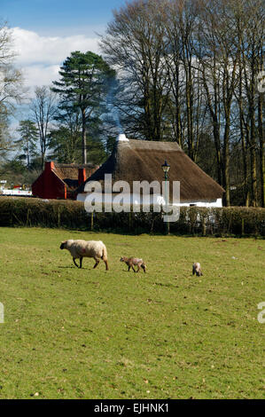 Schafe und Lämmer, St Fagans nationales historisches Museum/Amgueddfa Werin Cymru, Cardiff, Südwales, UK. Stockfoto