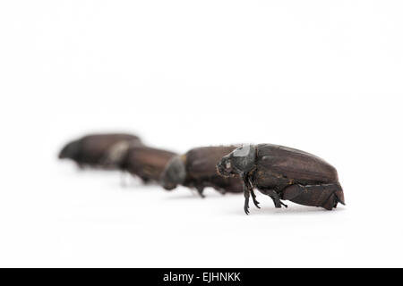 Essbare Insekten. Große Juni-Käfer auf weißem Hintergrund Stockfoto
