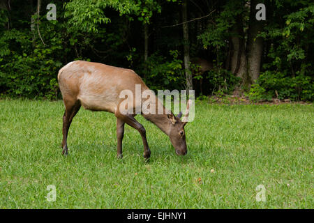 Elch in der Great Smoky Mountains National Park Stockfoto
