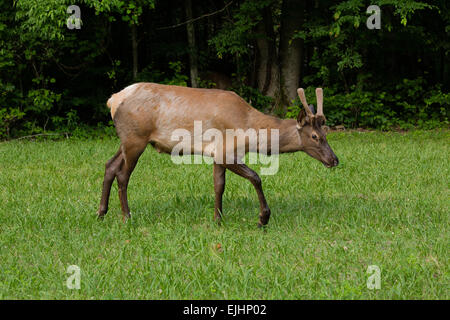 Elch in der Great Smoky Mountains National Park Stockfoto