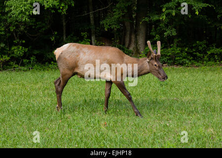 Elch in der Great Smoky Mountains National Park Stockfoto