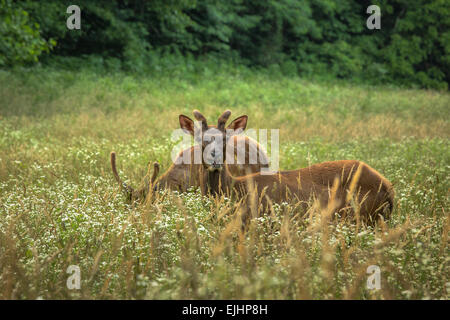 Elch in der Great Smoky Mountains National Park Stockfoto