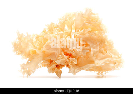 Getrocknete Schnee Pilz auf weißem Hintergrund Stockfoto