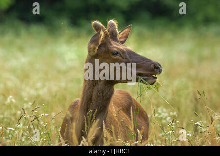 Elch in der Great Smoky Mountains National Park Stockfoto