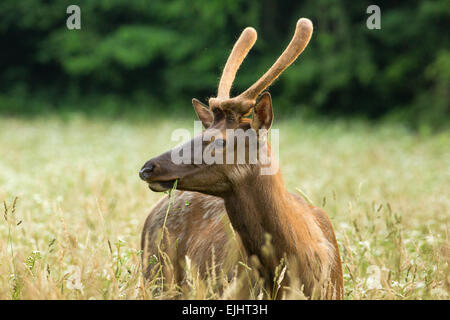 Elch in der Great Smoky Mountains National Park Stockfoto