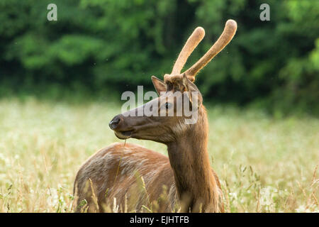 Elch in der Great Smoky Mountains National Park Stockfoto