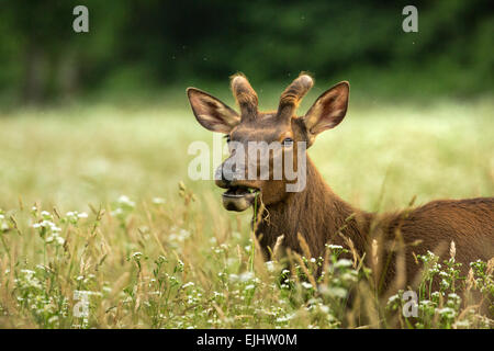 Elch in der Great Smoky Mountains National Park Stockfoto