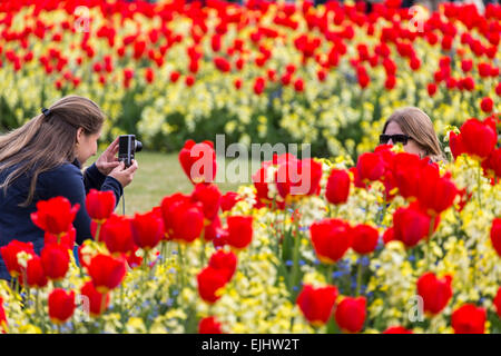 Junge Frau nehmen Foto eines anderen inmitten von Tulpen vor Buckingham Palast, London, England Stockfoto