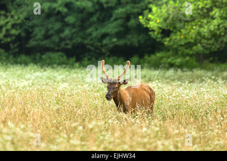 Elch in der Great Smoky Mountains National Park Stockfoto