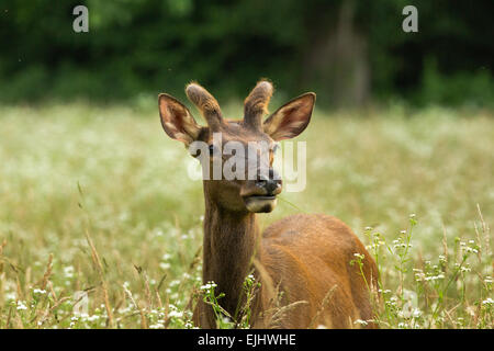 Elch in der Great Smoky Mountains National Park Stockfoto