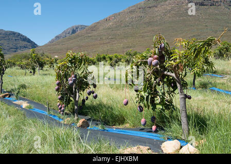 Mangobaum (Mangifera Indica), verschiedene Sensation aus biologischem Anbau mit Bewässerung, Cederberg, Western Cape, Südafrika Stockfoto