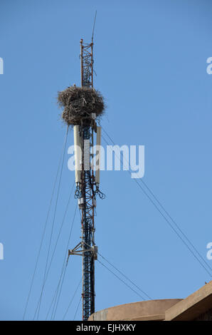 Störche nisten auf Mobile Telefon Zelle Turm Mast von der Altstadt von Marrakesch in Marokko Stockfoto