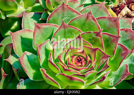 Nahaufnahme von Henne und Küken oder Crassulaceae saftige Blume Stockfoto