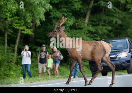 Stier Elch stoppen Verkehr in den Smoky Mountains Stockfoto