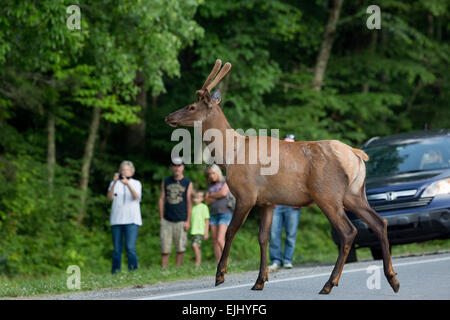 Stier Elch stoppen Verkehr in den Smoky Mountains Stockfoto