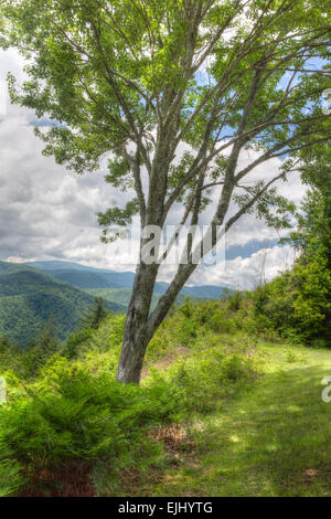 Great Smoky Mountains Nationalpark Stockfoto