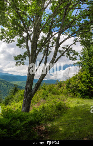 Great Smoky Mountains Nationalpark Stockfoto